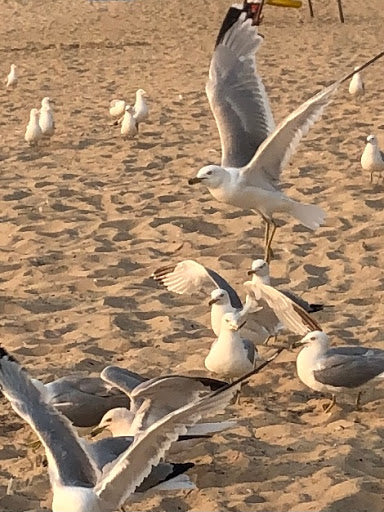 Gulls (0288)