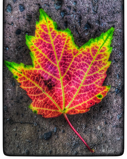 Leaves (0059)