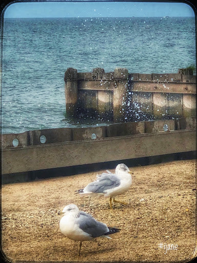 Gulls (0314)