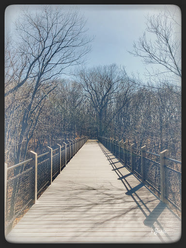 A Walk Over the Marsh