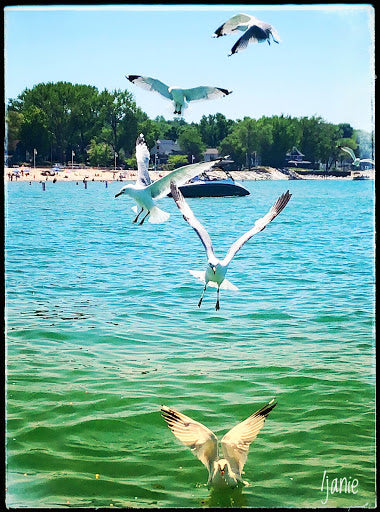 Gulls (0229)