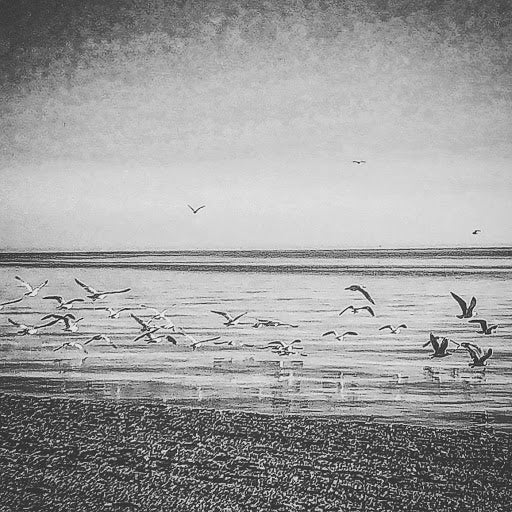 Gulls (0179)