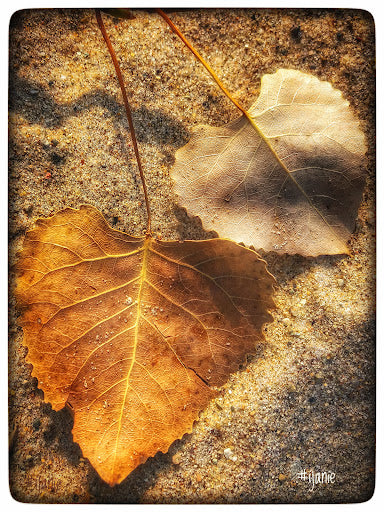 Leaves (0084)