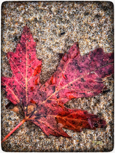 Leaves (0095)