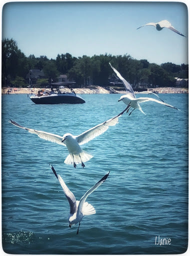 Gulls (0237)